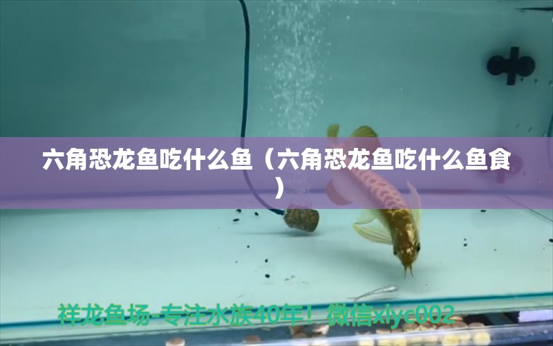 六角恐龙鱼吃什么鱼（六角恐龙鱼吃什么鱼食） 祥龙水族医院