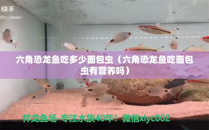 六角恐龙鱼吃多少面包虫（六角恐龙鱼吃面包虫有营养吗）