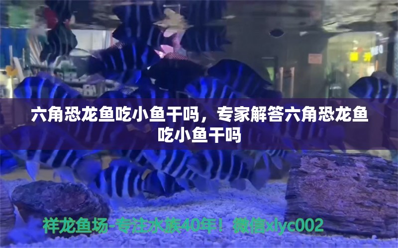 六角恐龙鱼吃小鱼干吗，专家解答六角恐龙鱼吃小鱼干吗