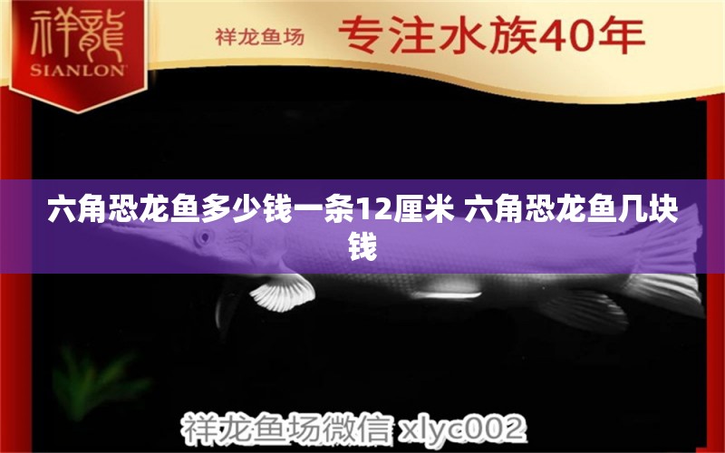 六角恐龙鱼多少钱一条12厘米 六角恐龙鱼几块钱 观赏鱼 第1张