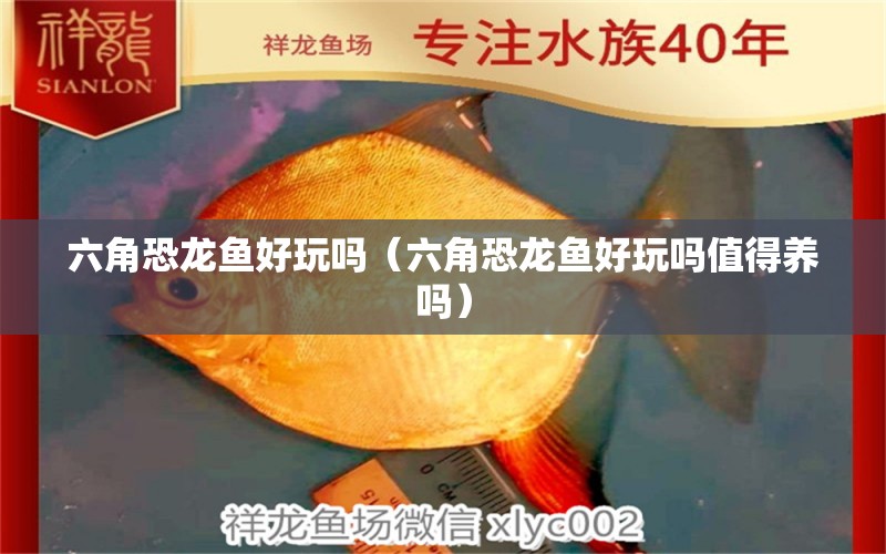 六角恐龙鱼好玩吗（六角恐龙鱼好玩吗值得养吗） 祥龙水族医院