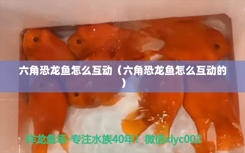 六角恐龙鱼怎么互动（六角恐龙鱼怎么互动的） 祥龙水族医院