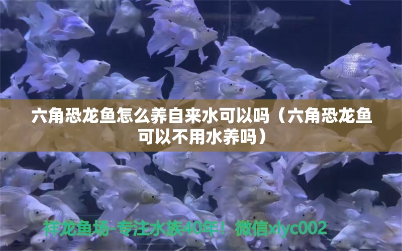 六角恐龙鱼怎么养自来水可以吗（六角恐龙鱼可以不用水养吗）