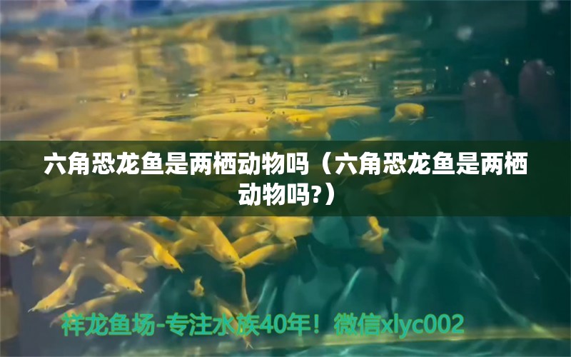 六角恐龙鱼是两栖动物吗（六角恐龙鱼是两栖动物吗?）