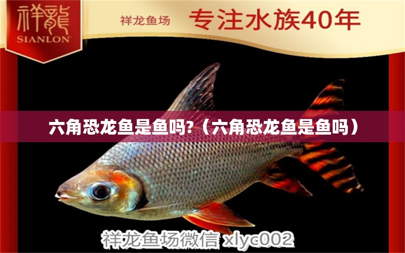 六角恐龙鱼是鱼吗?（六角恐龙鱼是鱼吗） 祥龙水族医院