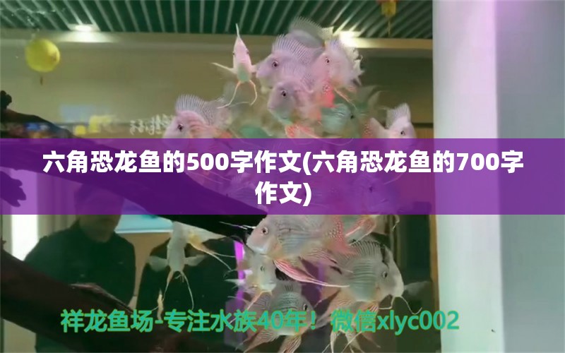 六角恐龙鱼的500字作文(六角恐龙鱼的700字作文) 黄鳍鲳鱼