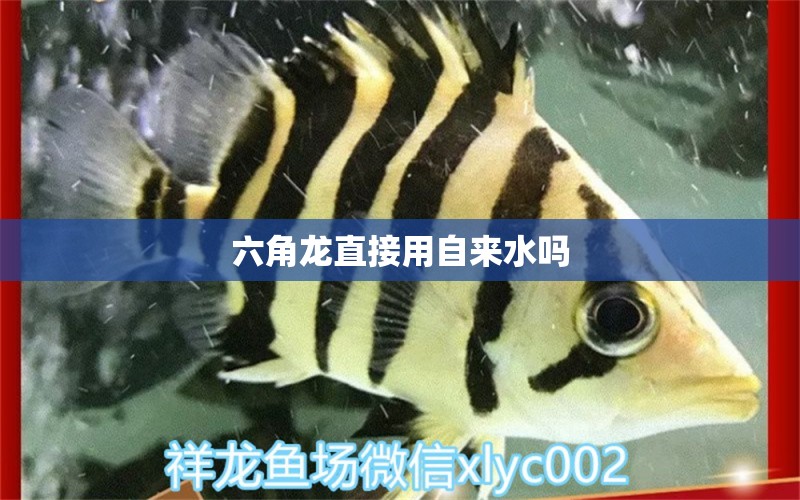 六角龙直接用自来水吗 其它水族用具设备 第2张