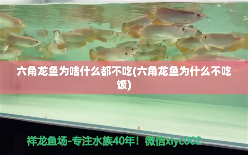 六角龙鱼为啥什么都不吃(六角龙鱼为什么不吃饭)