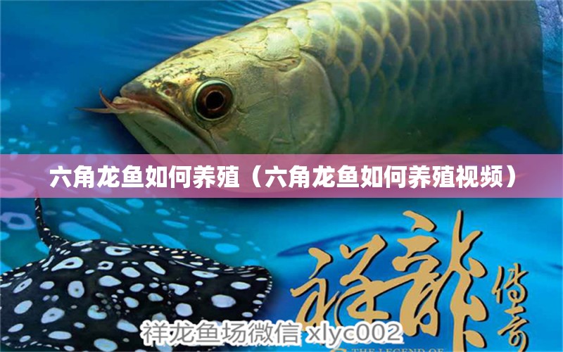 六角龙鱼如何养殖（六角龙鱼如何养殖视频） 祥龙水族医院