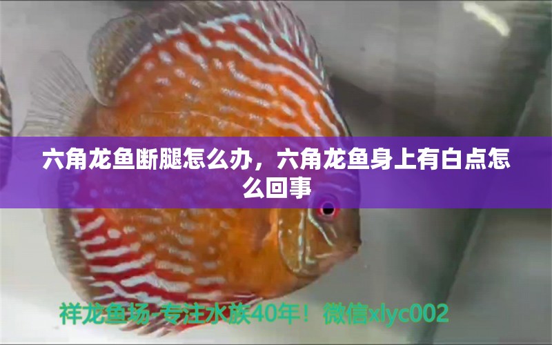 六角龙鱼断腿怎么办，六角龙鱼身上有白点怎么回事