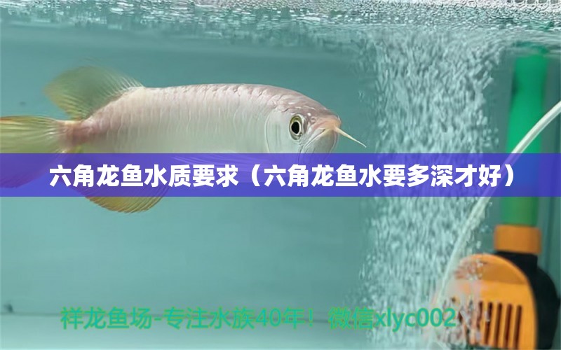 六角龙鱼水质要求（六角龙鱼水要多深才好） 狗仔（招财猫)鱼苗