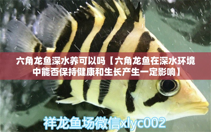 六角龙鱼深水养可以吗【六角龙鱼在深水环境中能否保持健康和生长产生一定影响】