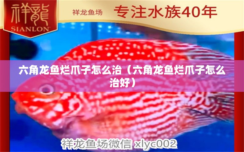 六角龙鱼烂爪子怎么治（六角龙鱼烂爪子怎么治好） 祥龙水族医院