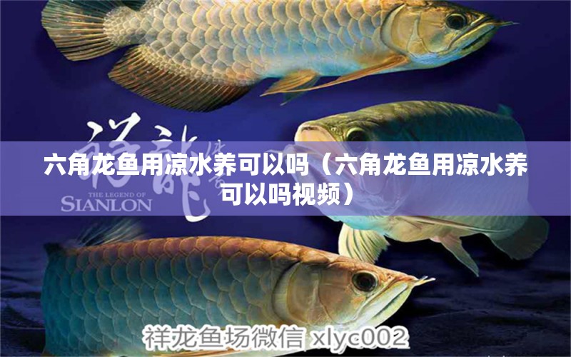 六角龙鱼用凉水养可以吗（六角龙鱼用凉水养可以吗视频） 祥龙水族医院