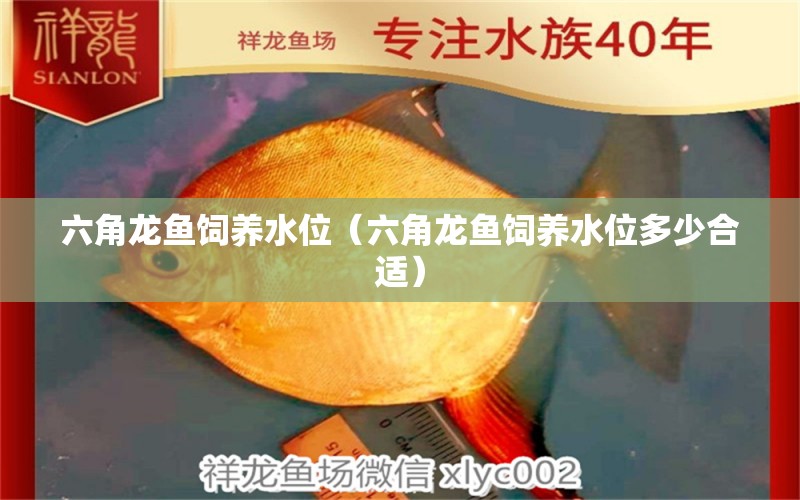 六角龙鱼饲养水位（六角龙鱼饲养水位多少合适）