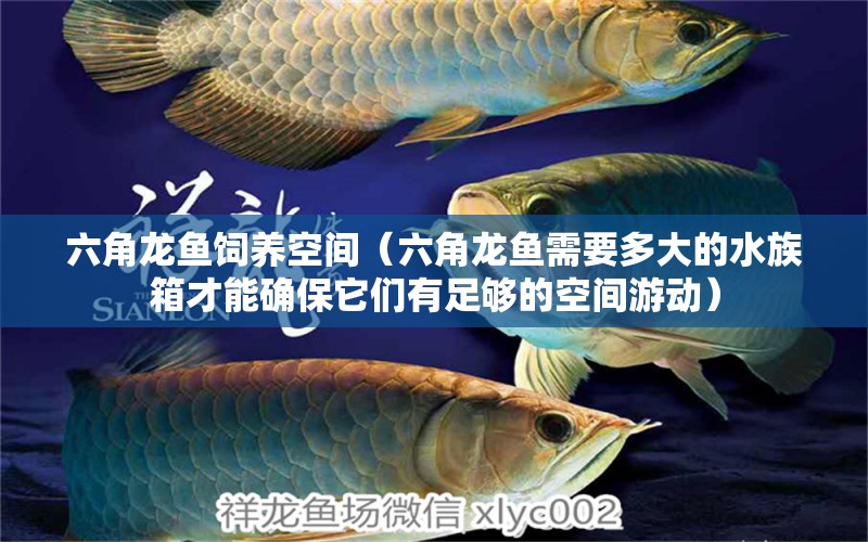 六角龙鱼饲养空间（六角龙鱼需要多大的水族箱才能确保它们有足够的空间游动） 水族问答 第1张