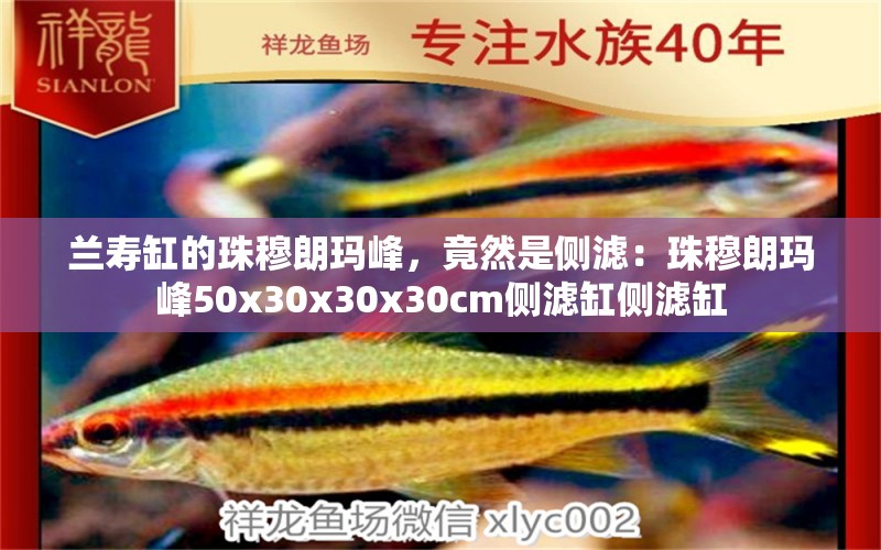 兰寿缸的珠穆朗玛峰，竟然是侧滤：珠穆朗玛峰50x30x30x30cm侧滤缸侧滤缸 观赏鱼论坛 第2张