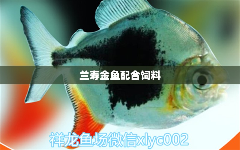 兰寿金鱼配合饲料 广州水族器材滤材批发市场