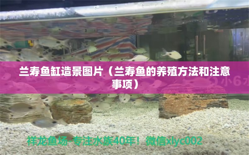 兰寿鱼缸造景图片（兰寿鱼的养殖方法和注意事项） 祥龙水族医院