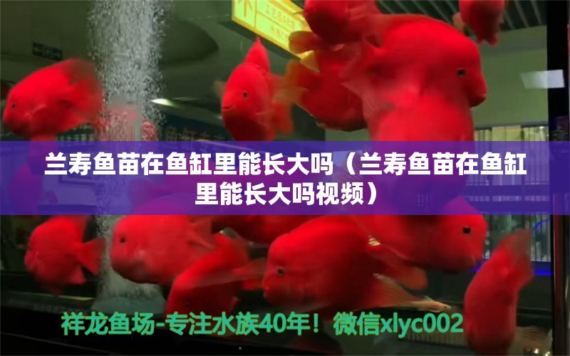 兰寿鱼苗在鱼缸里能长大吗（兰寿鱼苗在鱼缸里能长大吗视频） 观赏鱼市场（混养鱼）