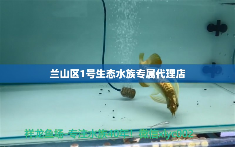 兰山区1号生态水族专属代理店 全国水族馆企业名录