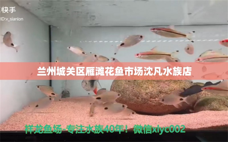 兰州城关区雁滩花鱼市场沈凡水族店