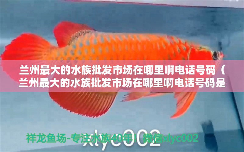 兰州最大的水族批发市场在哪里啊电话号码（兰州最大的水族批发市场在哪里啊电话号码是多少）