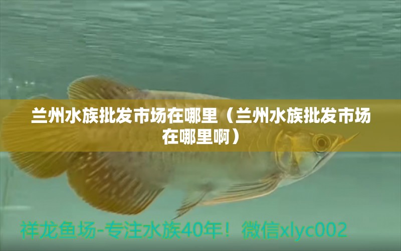 兰州水族批发市场在哪里（兰州水族批发市场在哪里啊） 观赏鱼水族批发市场