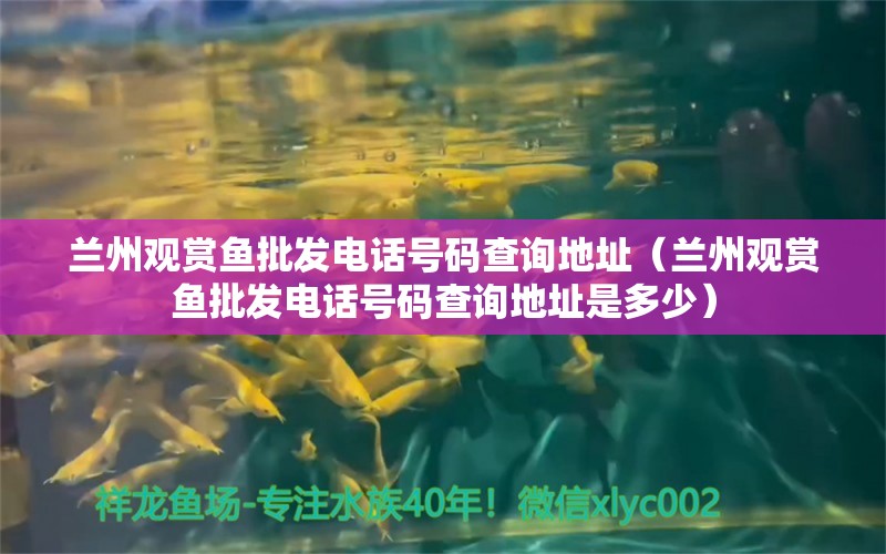 兰州观赏鱼批发电话号码查询地址（兰州观赏鱼批发电话号码查询地址是多少）