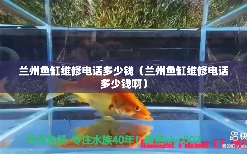 兰州鱼缸维修电话多少钱（兰州鱼缸维修电话多少钱啊） 祥龙水族医院