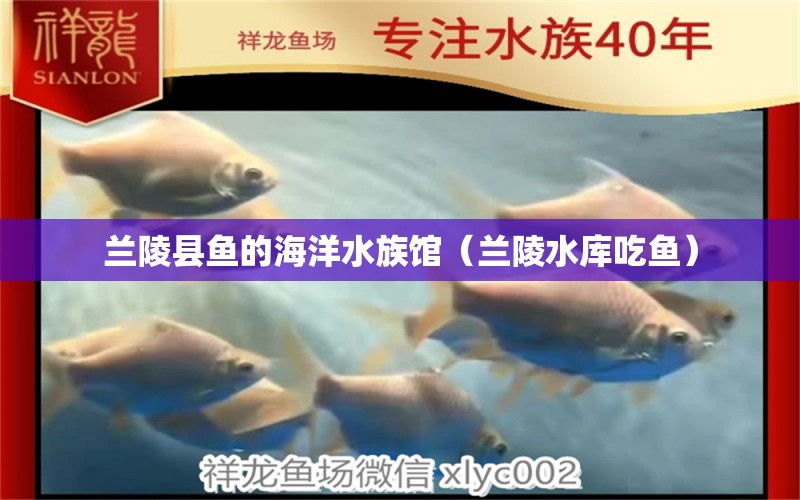 兰陵县鱼的海洋水族馆（兰陵水库吃鱼）