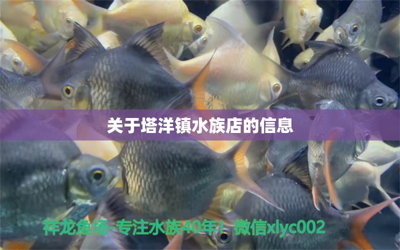 关于塔洋镇水族店的信息 萨伊蓝鱼 第1张