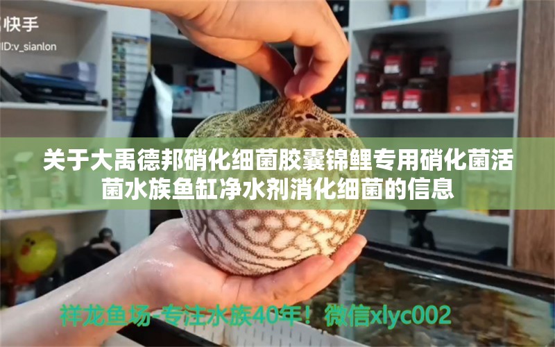 关于大禹德邦硝化细菌胶囊锦鲤专用硝化菌活菌水族鱼缸净水剂消化细菌的信息