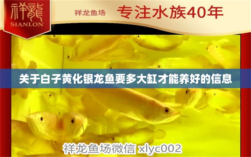 关于白子黄化银龙鱼要多大缸才能养好的信息
