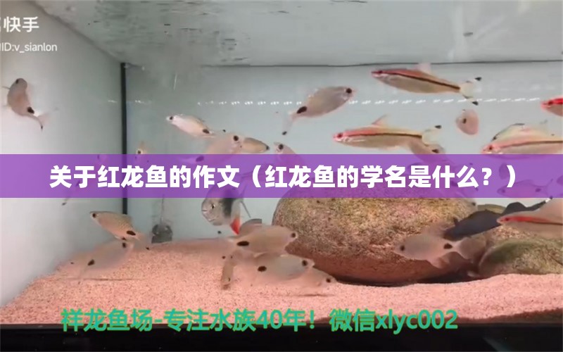 关于红龙鱼的作文（红龙鱼的学名是什么？）