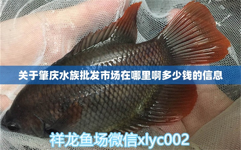 关于肇庆水族批发市场在哪里啊多少钱的信息