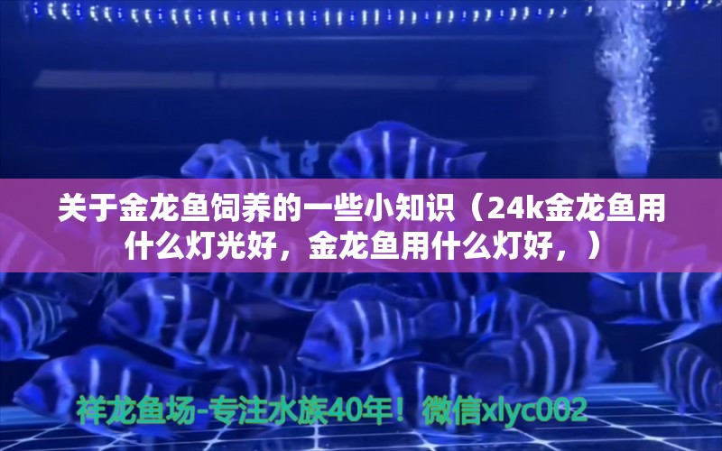 关于金龙鱼饲养的一些小知识（24k金龙鱼用什么灯光好，金龙鱼用什么灯好，） 电鳗 第1张