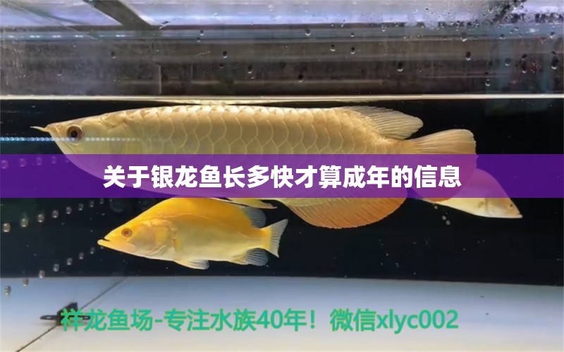 关于银龙鱼长多快才算成年的信息 银龙鱼百科 第1张