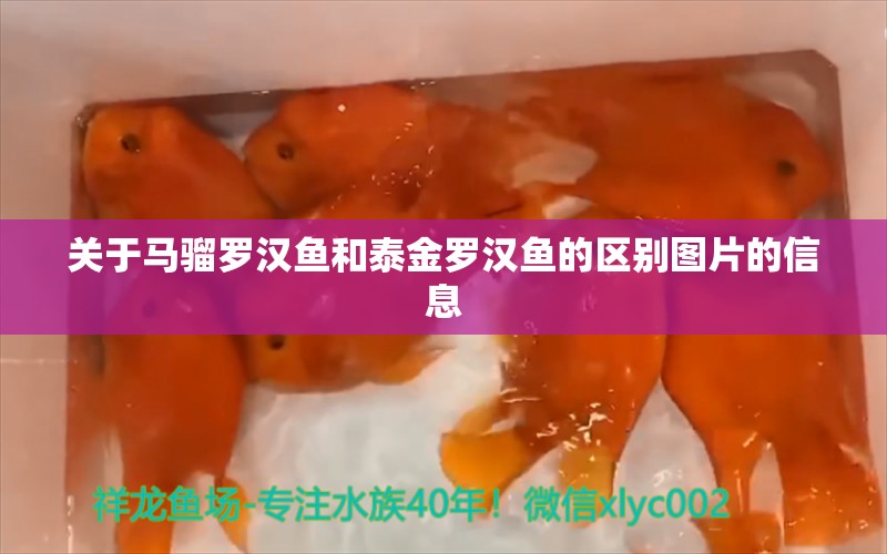 关于马骝罗汉鱼和泰金罗汉鱼的区别图片的信息