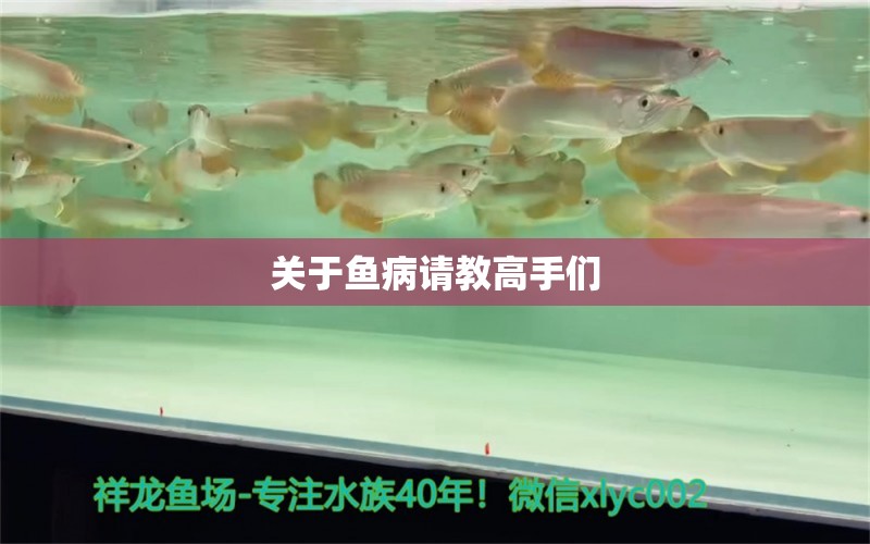 关于鱼病请教高手们