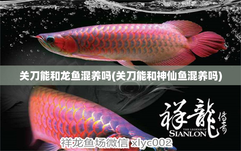 关刀能和龙鱼混养吗(关刀能和神仙鱼混养吗) 广州水族批发市场 第1张