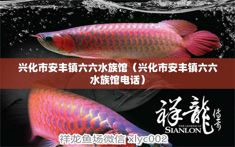 兴化市安丰镇六六水族馆（兴化市安丰镇六六水族馆电话） 全国水族馆企业名录