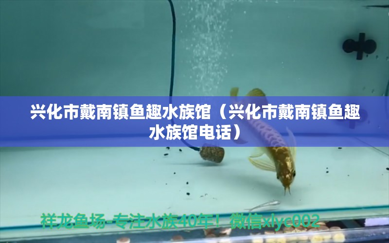 兴化市戴南镇鱼趣水族馆（兴化市戴南镇鱼趣水族馆电话）