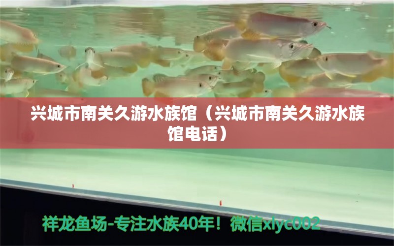 兴城市南关久游水族馆（兴城市南关久游水族馆电话）