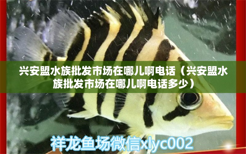 兴安盟水族批发市场在哪儿啊电话（兴安盟水族批发市场在哪儿啊电话多少） 黄金招财猫鱼