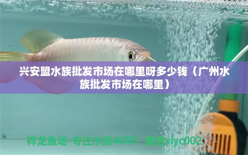 兴安盟水族批发市场在哪里呀多少钱（广州水族批发市场在哪里） 观赏鱼水族批发市场 第1张