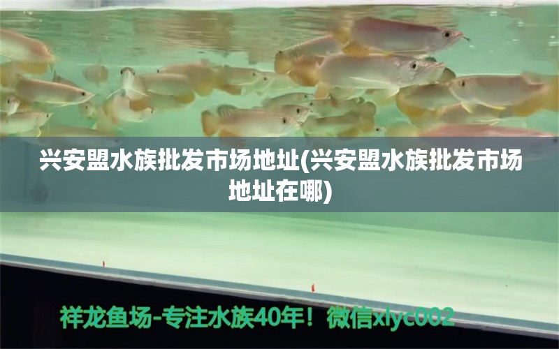 兴安盟水族批发市场地址(兴安盟水族批发市场地址在哪) 观赏鱼水族批发市场