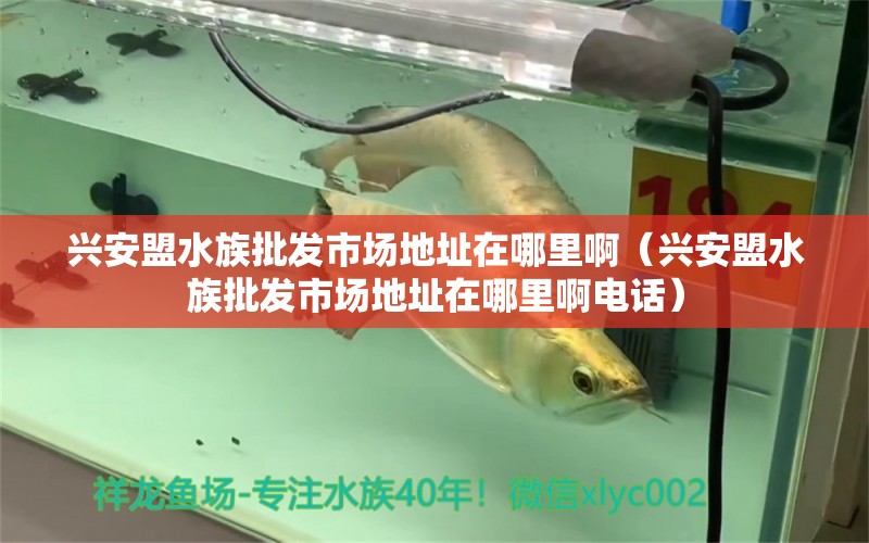 兴安盟水族批发市场地址在哪里啊（兴安盟水族批发市场地址在哪里啊电话）