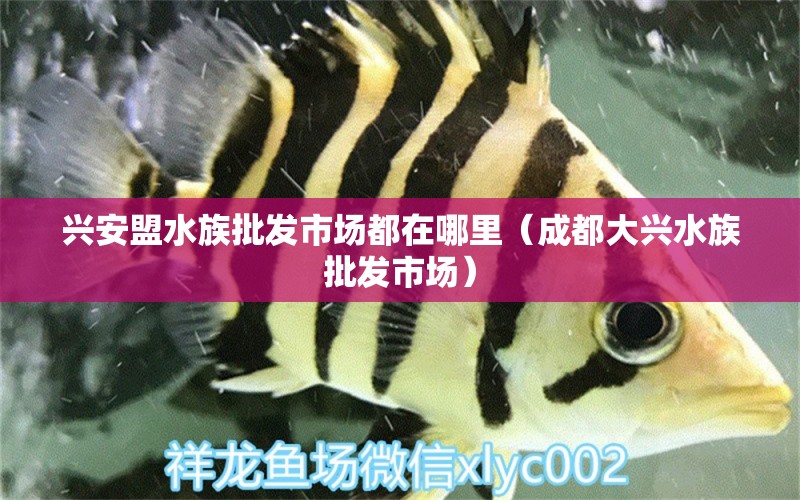 兴安盟水族批发市场都在哪里（成都大兴水族批发市场） 观赏鱼水族批发市场 第1张