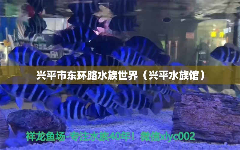 兴平市东环路水族世界（兴平水族馆）